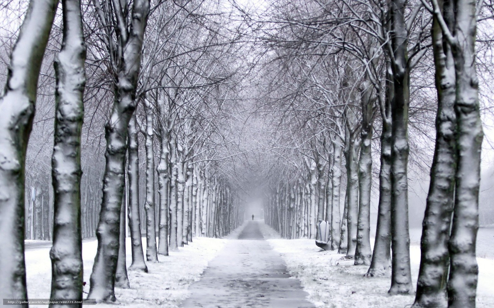 Snowy tree-lined path
