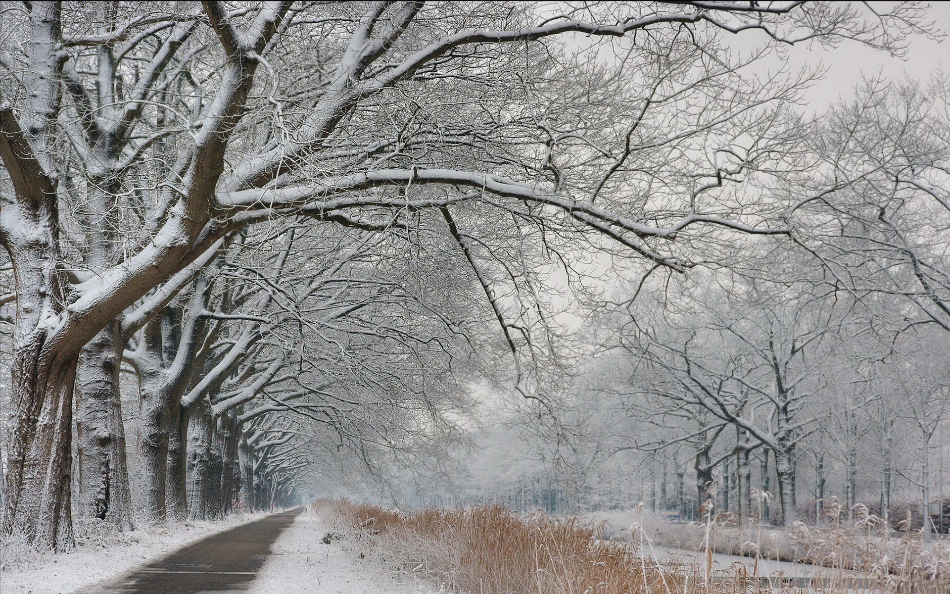 Snowy tree-lined path