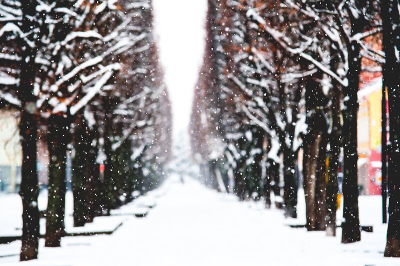 snowy tree-lined path