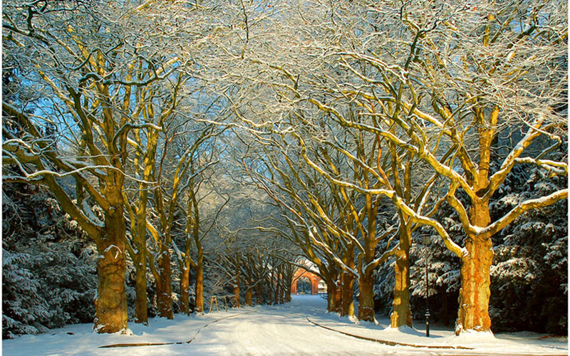 Snowy tree-lined path