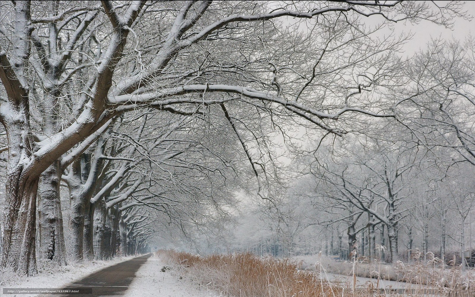 Snowy tree-lined path