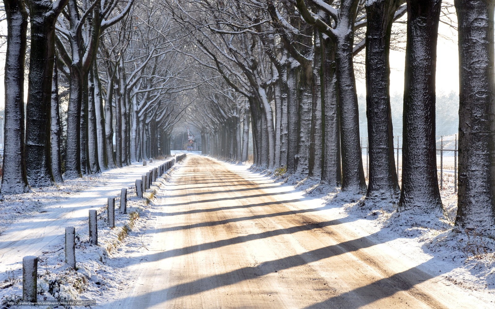 Snowy tree-lined road