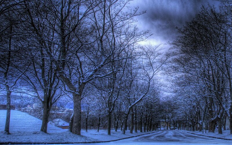 Snowy tree-lined street