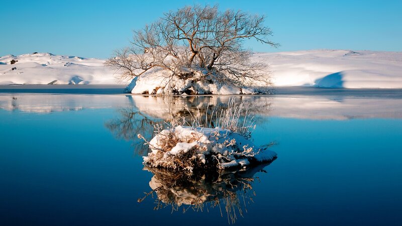 Snowy tree on frozen lake