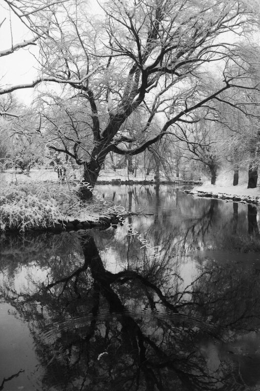 Snowy tree reflected in a pond