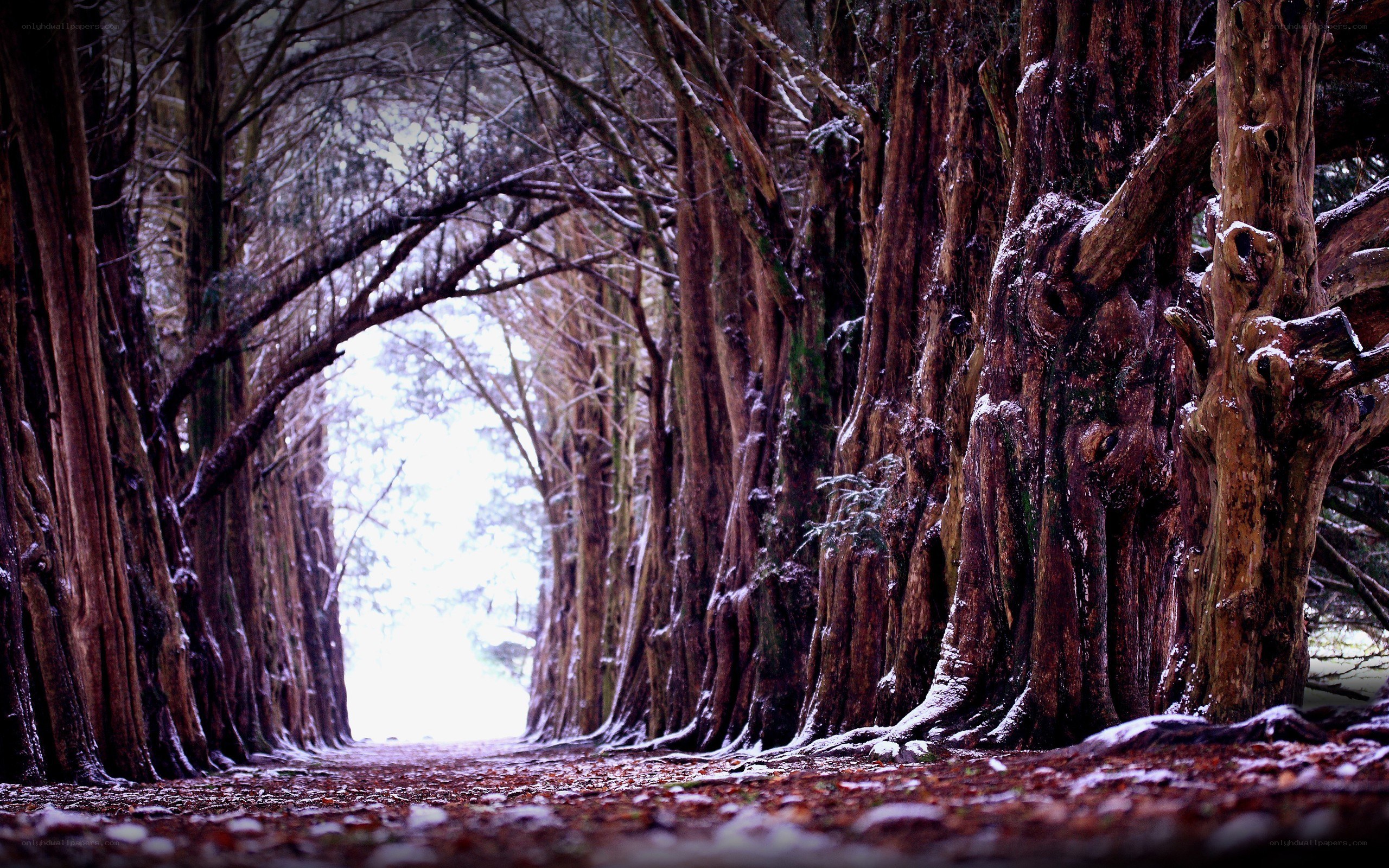 snowy tree tunnel path