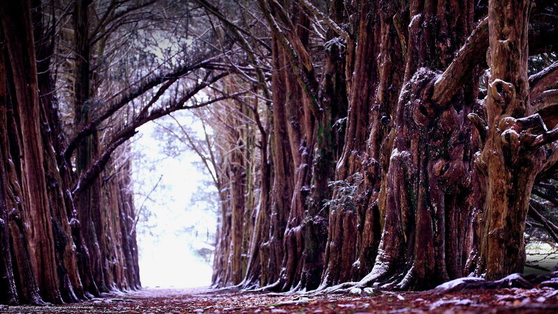 snowy tree tunnel path