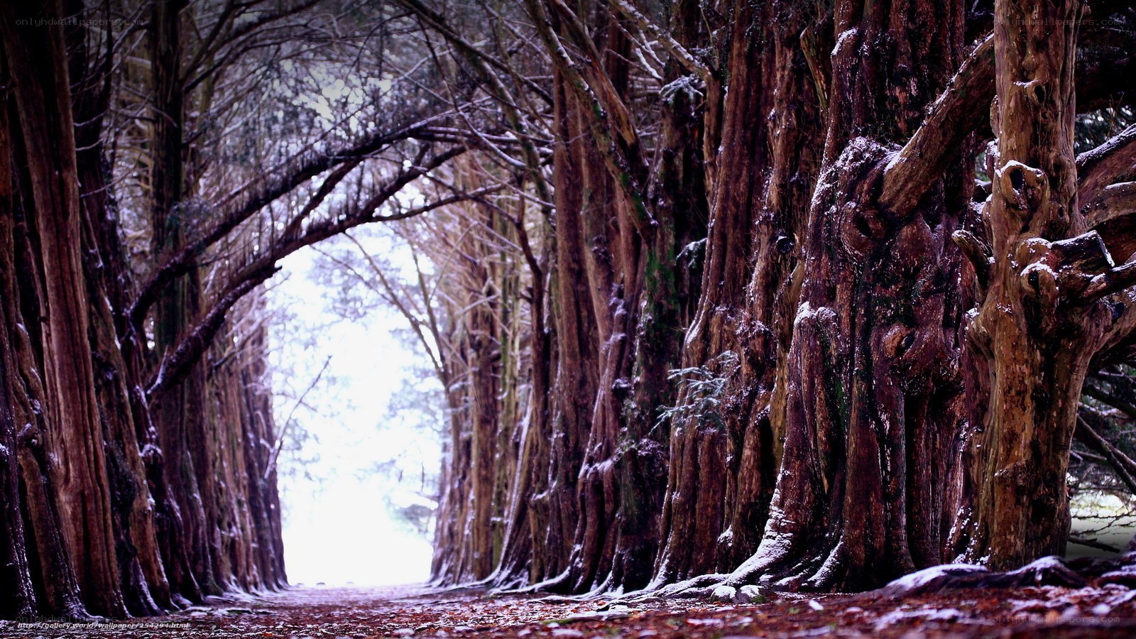 snowy tree tunnel path