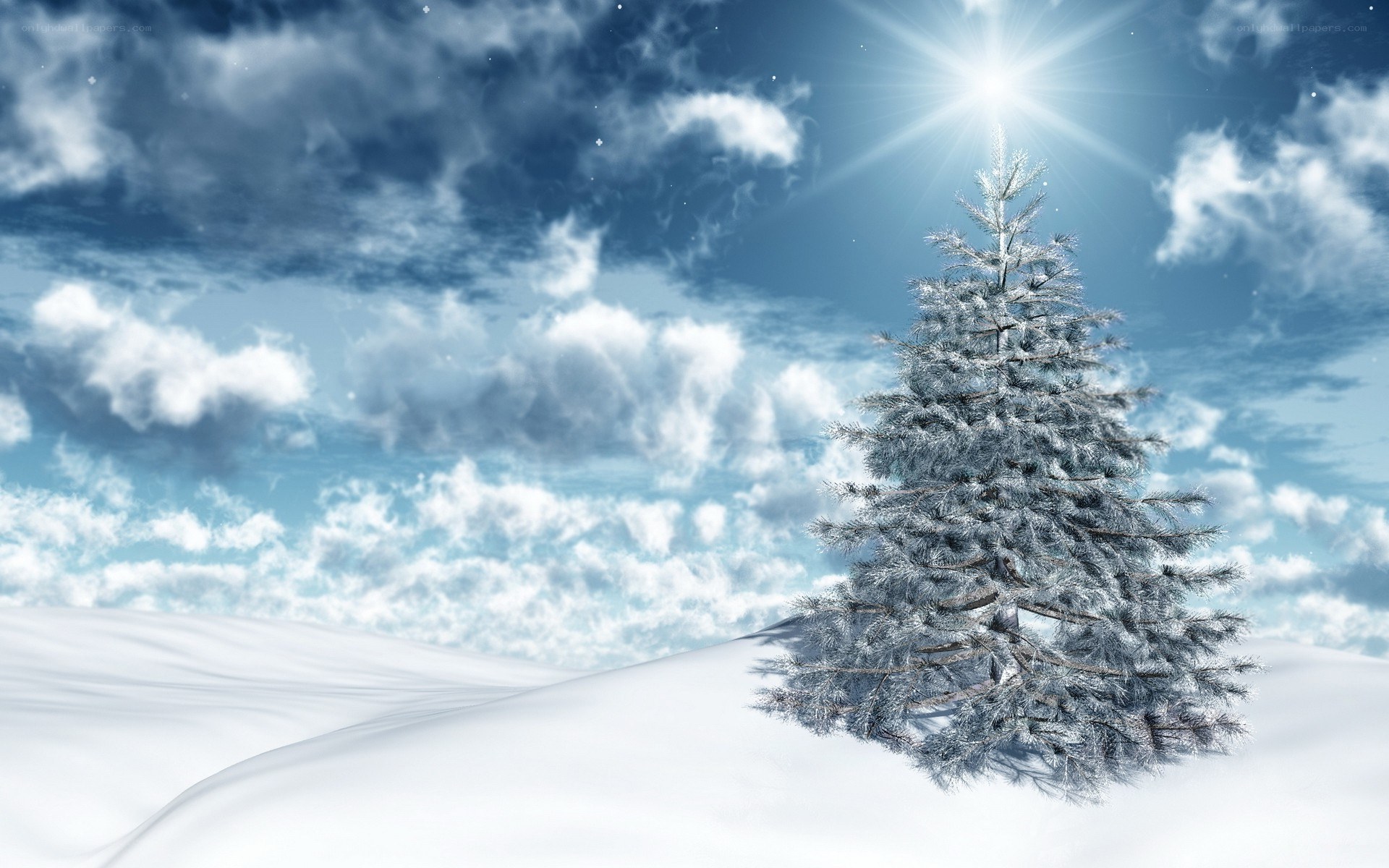 Snowy tree under bright sun