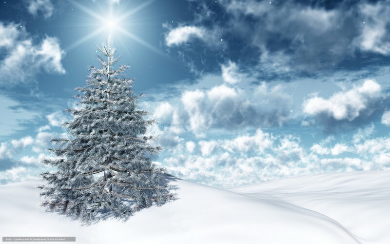 Snowy tree under bright sun