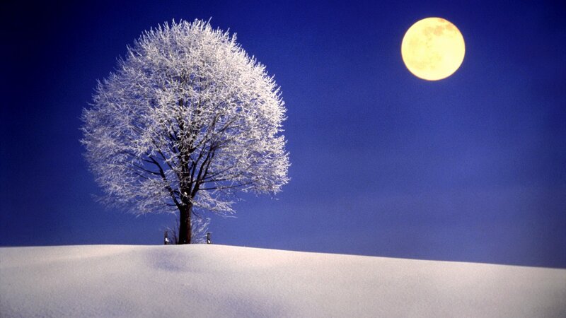 Snowy tree under full moon