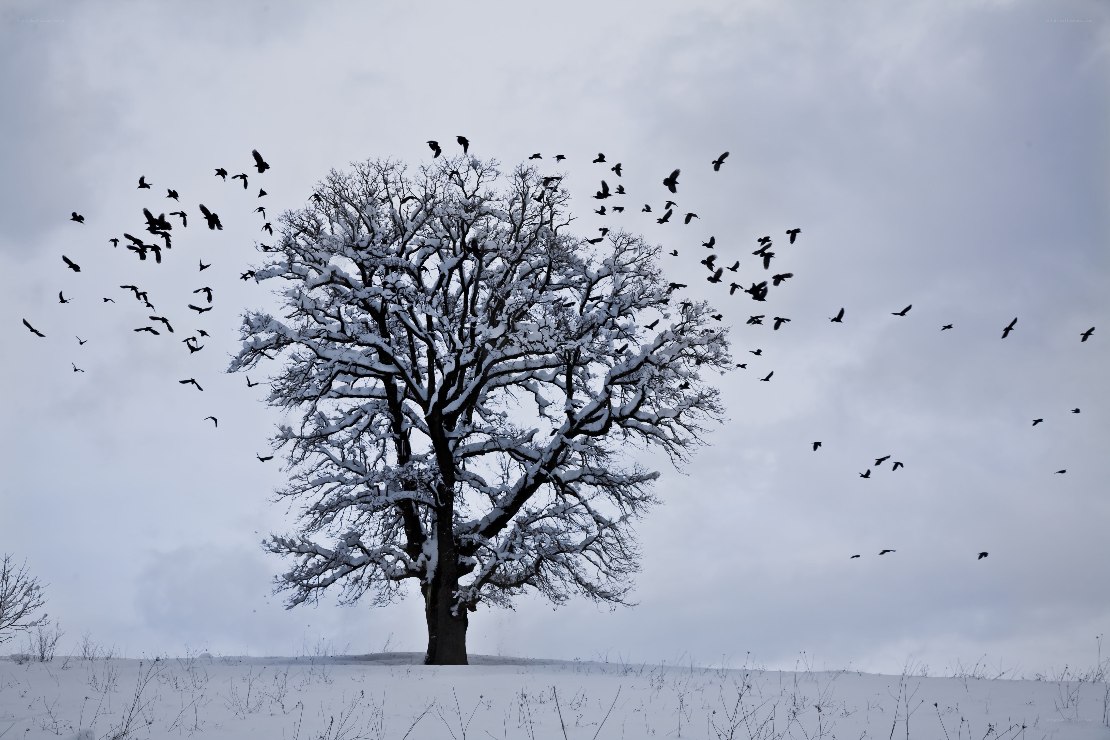 Snowy tree with flying birds