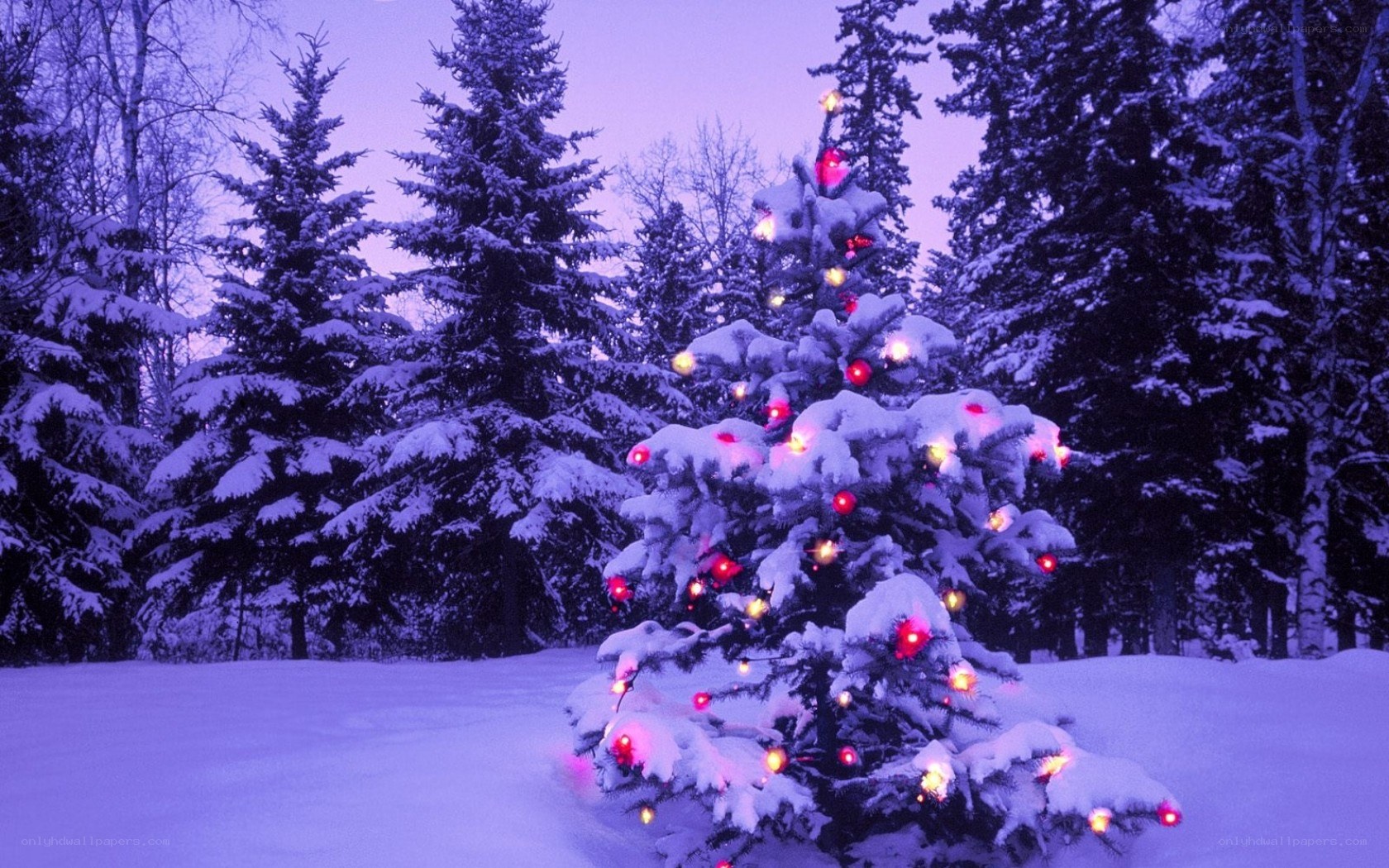 snowy tree with lights