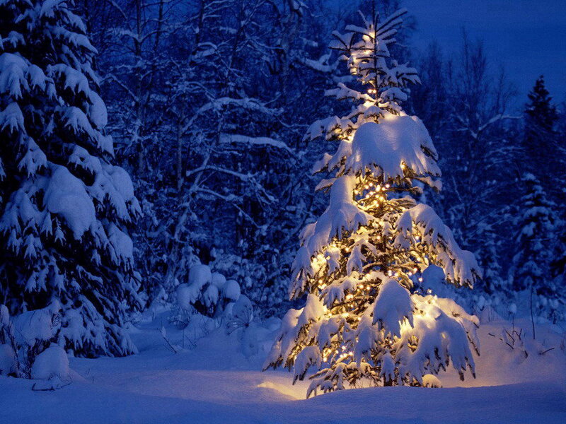 snowy tree with lights