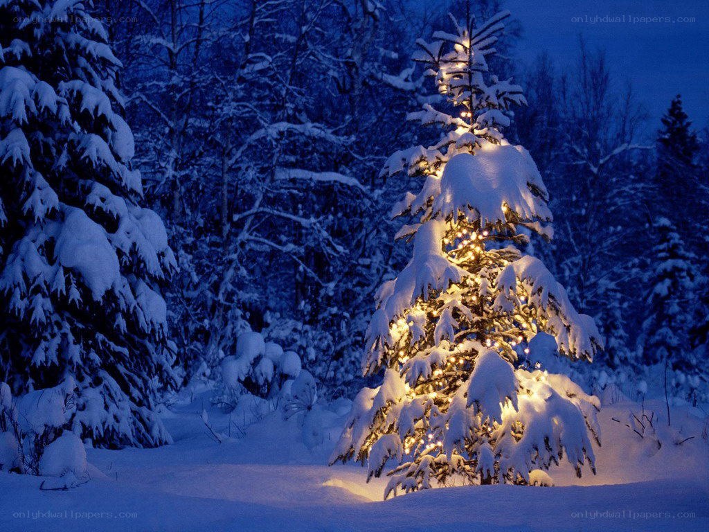 snowy tree with lights