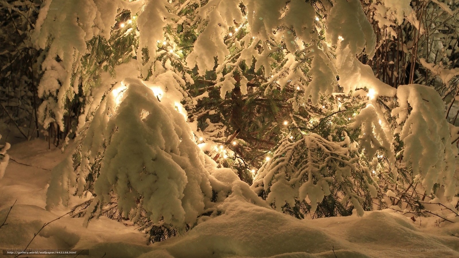 snowy tree with lights