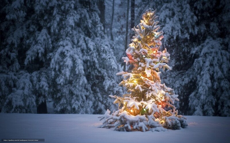 snowy tree with lights