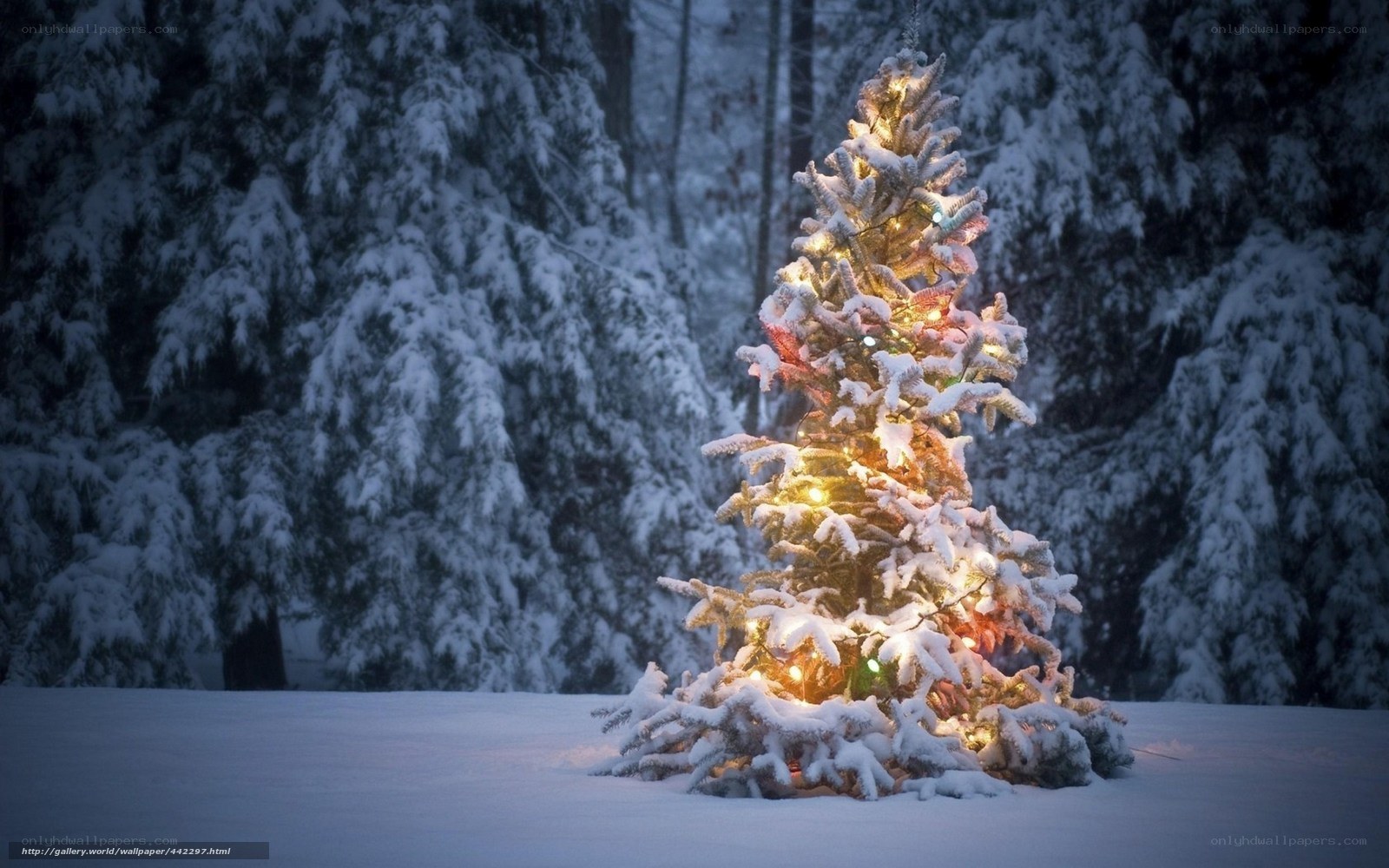 snowy tree with lights