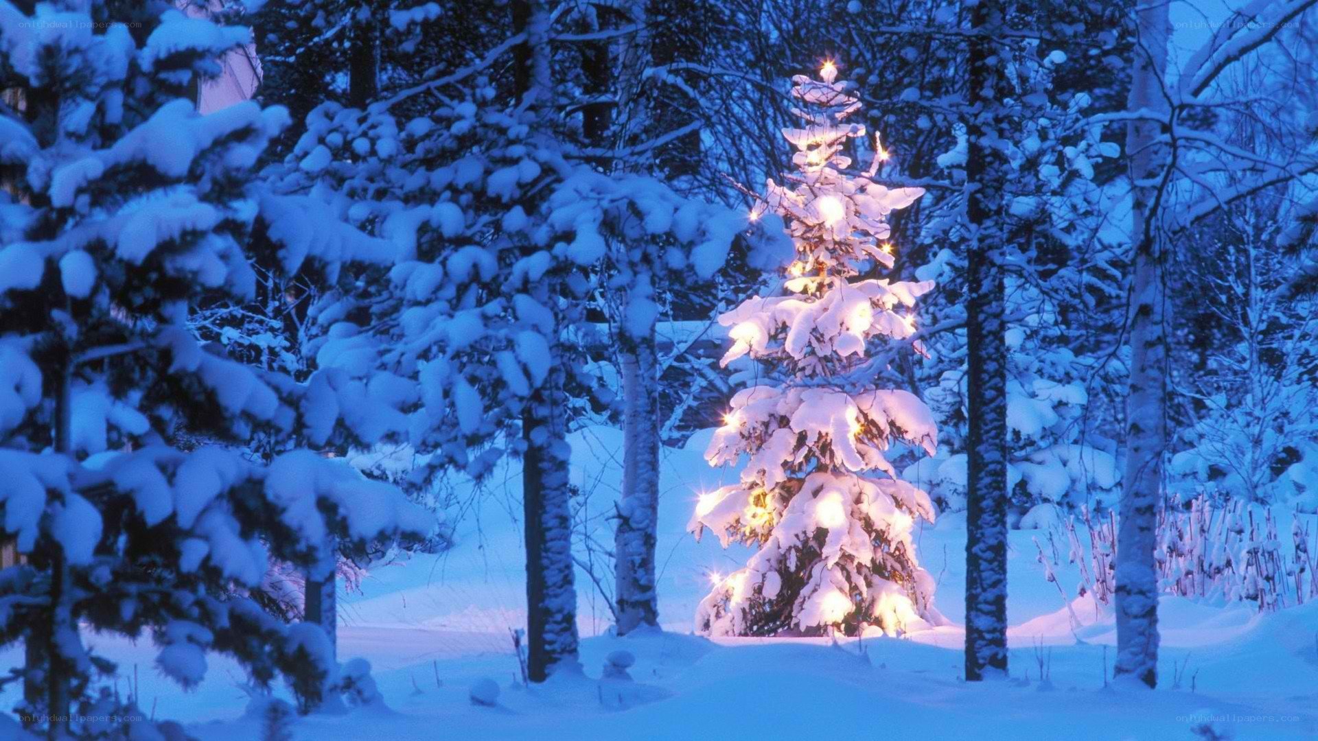 snowy tree with lights
