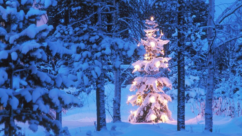 snowy tree with lights