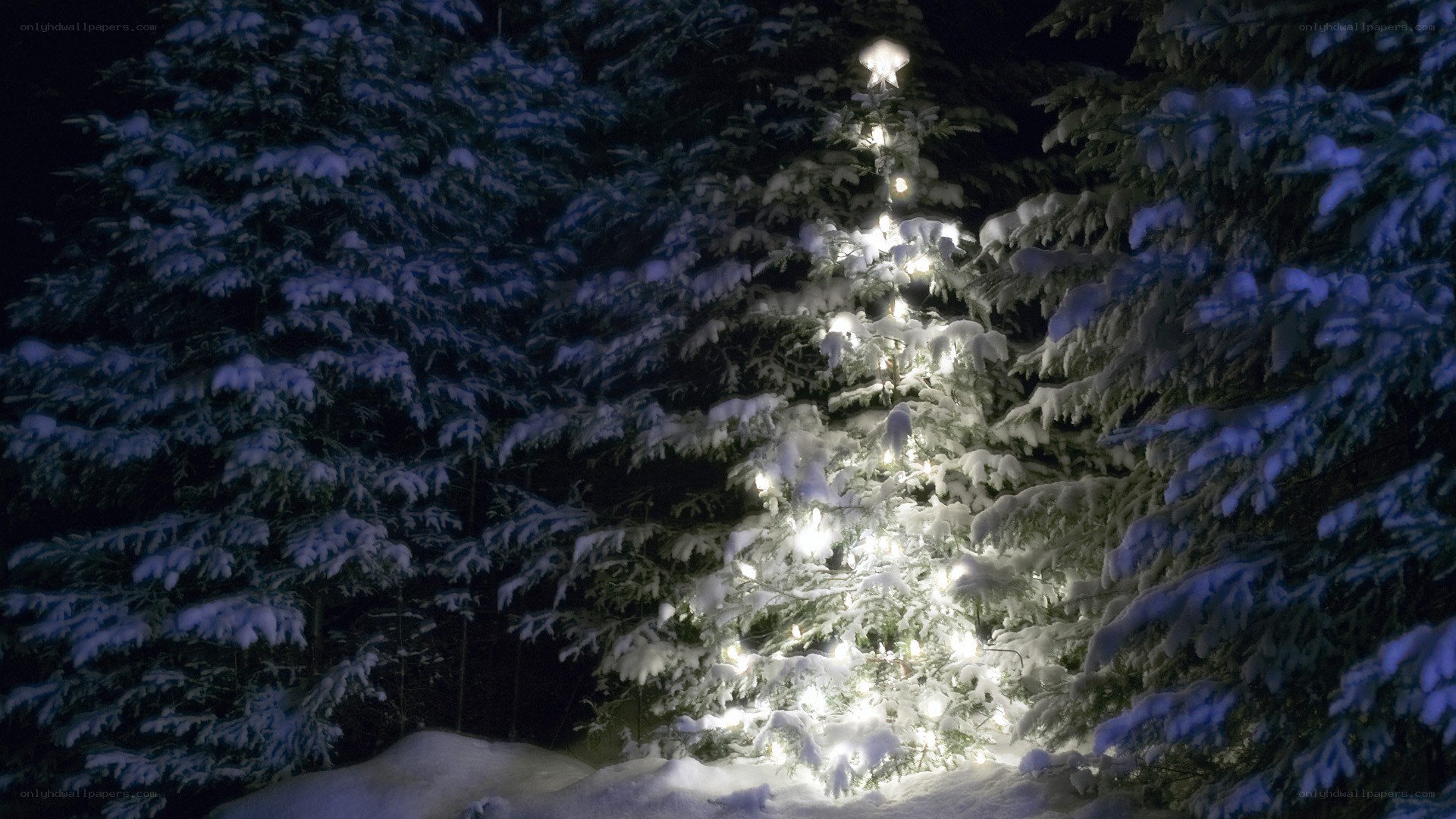 snowy tree with lights