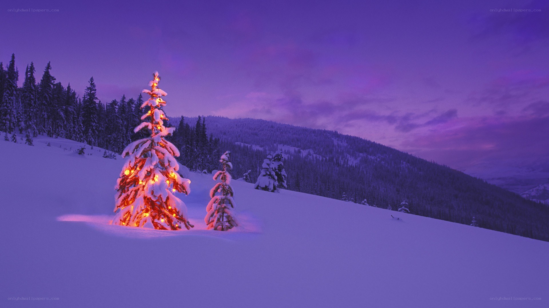 Snowy tree with lights at dusk