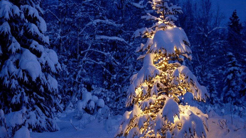 Snowy tree with lights at night