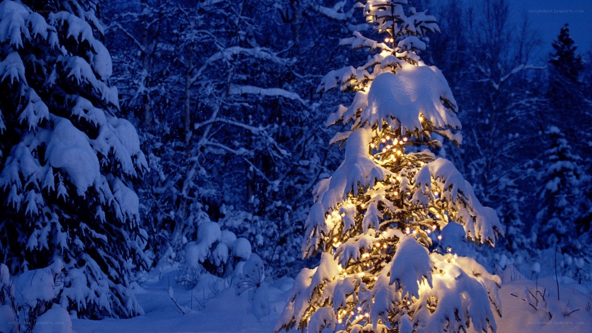 Snowy tree with lights at night