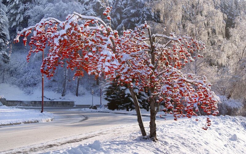 Snowy tree with red berries