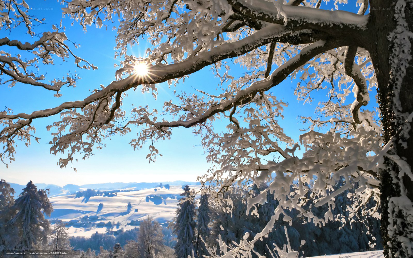 Snowy tree with sunburst