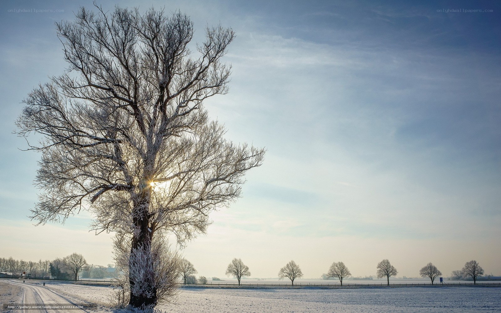 Snowy tree with sunburst