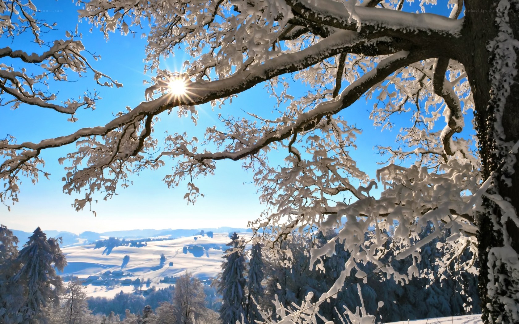 Snowy tree with sunburst