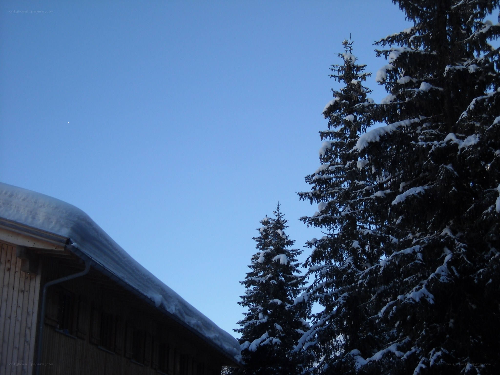 Snowy trees and house roof