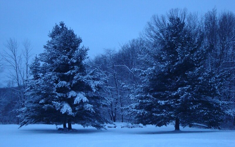 Snowy trees at dusk