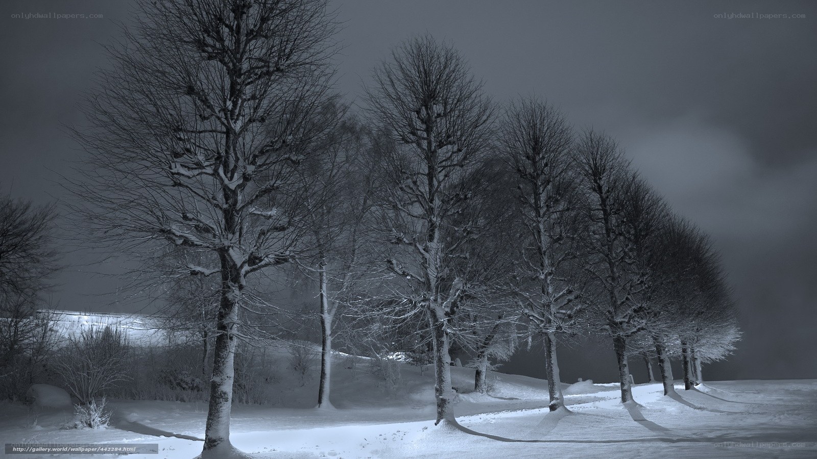 Snowy trees at night