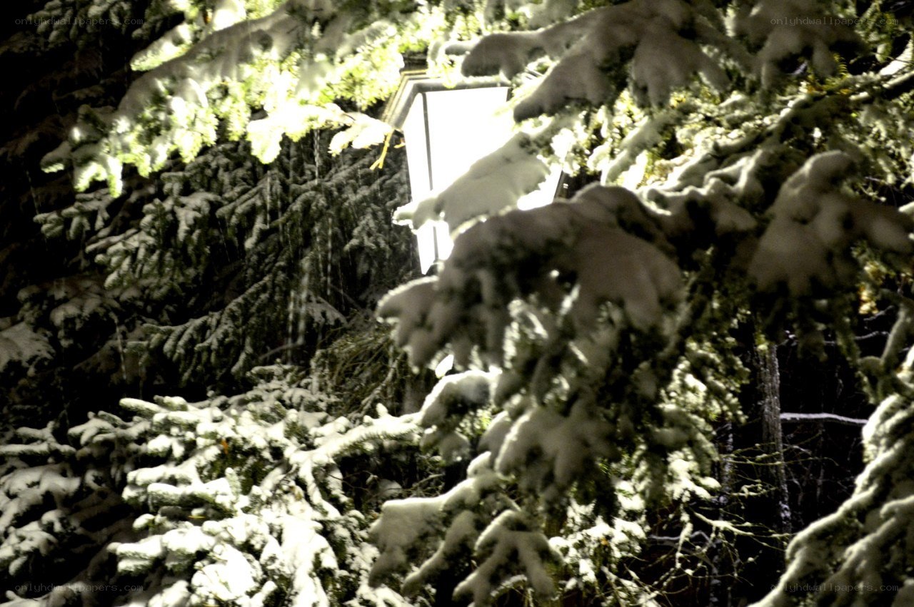 Snowy trees at night