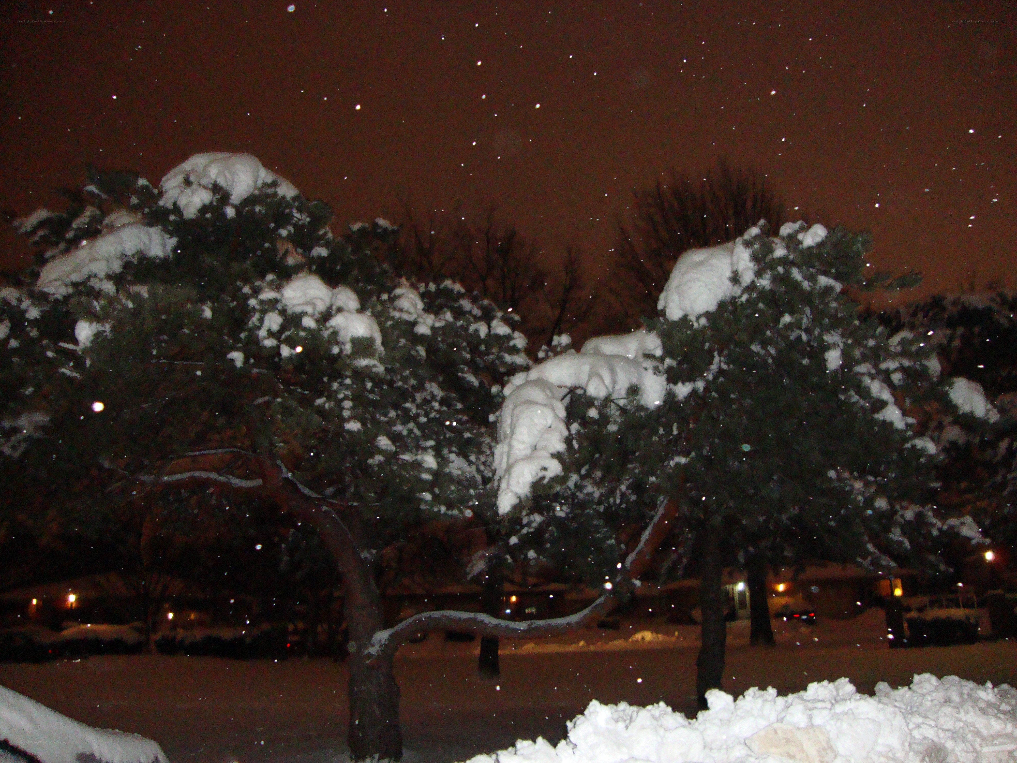 Snowy trees at night
