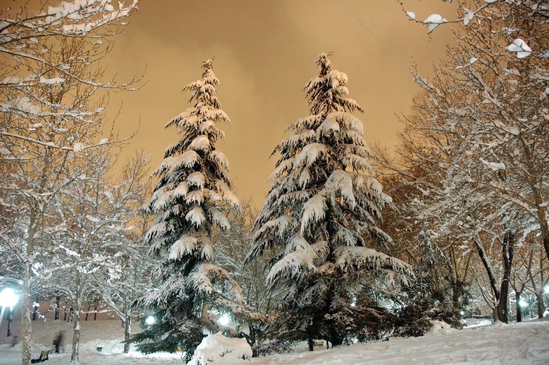 Snowy trees at night