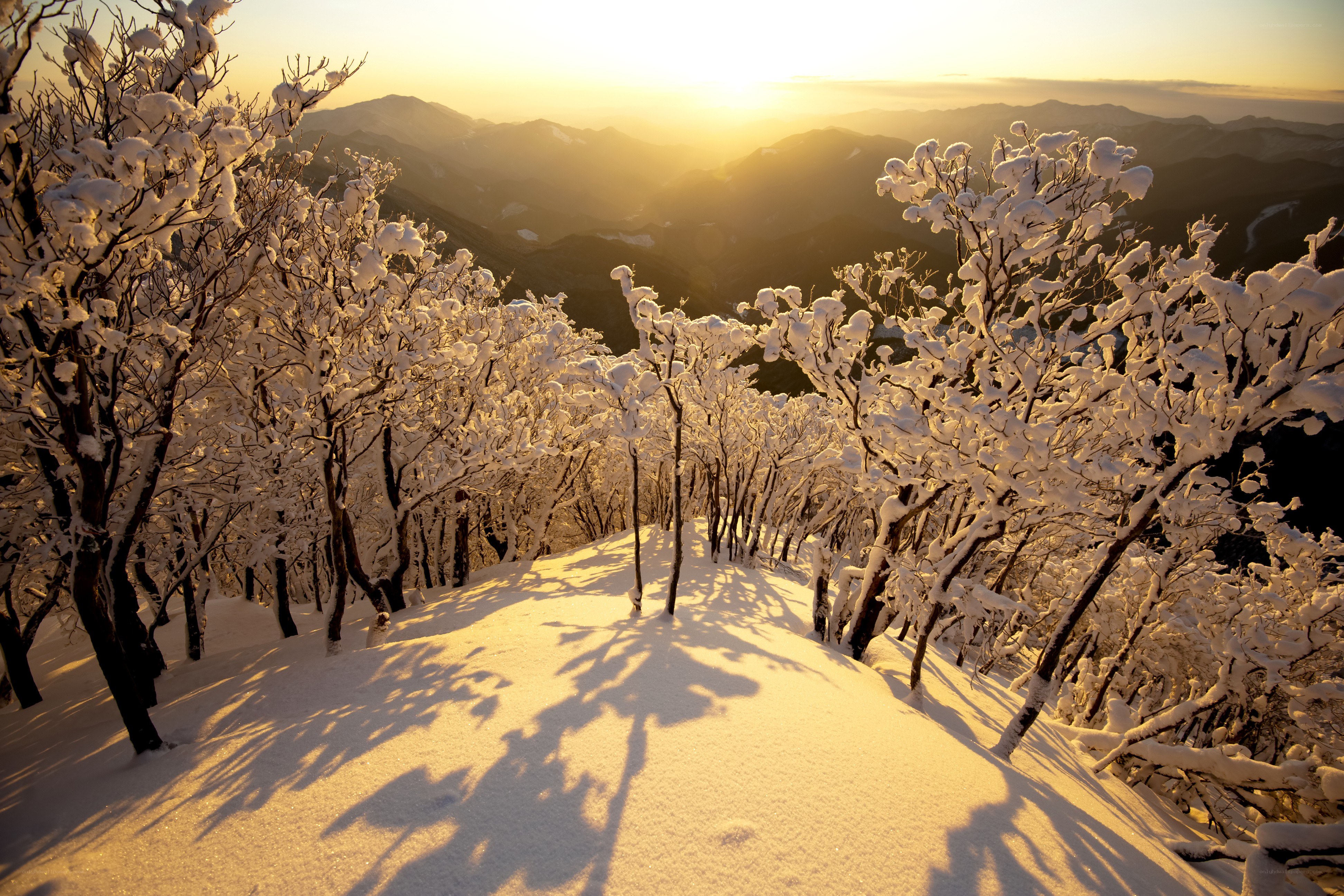 Snowy trees at sunrise