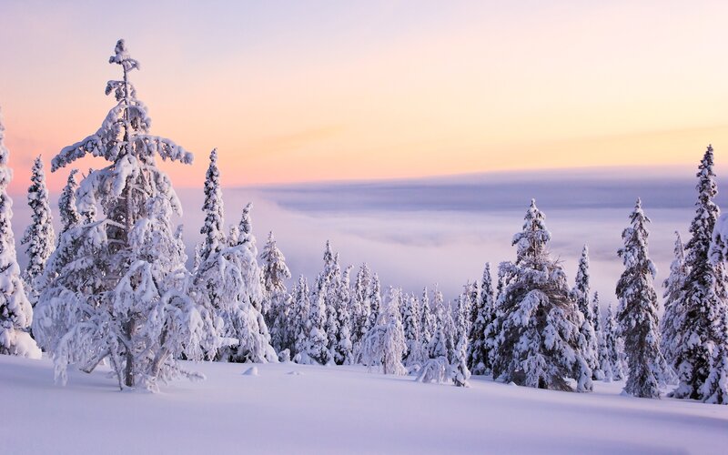 Snowy trees at sunrise