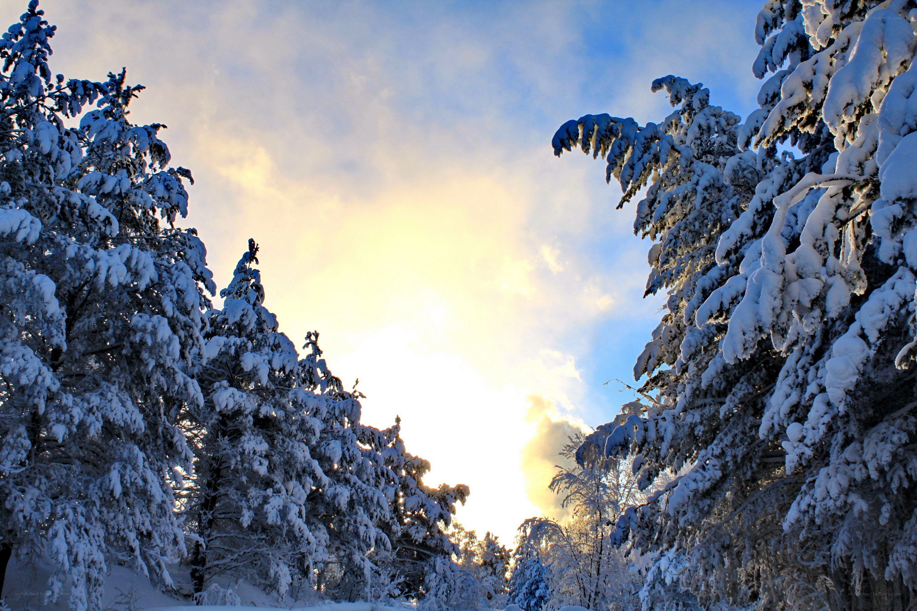 Snowy trees at sunrise
