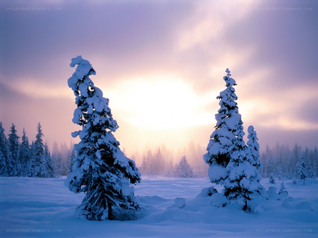 Snowy trees at sunrise
