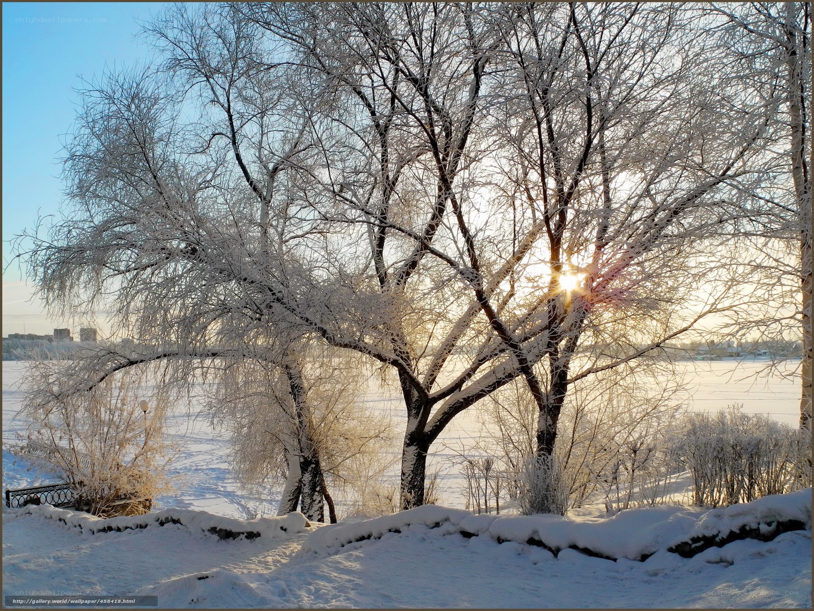Snowy trees at sunrise