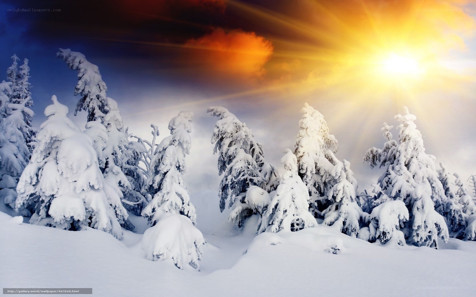 Snowy trees at sunrise