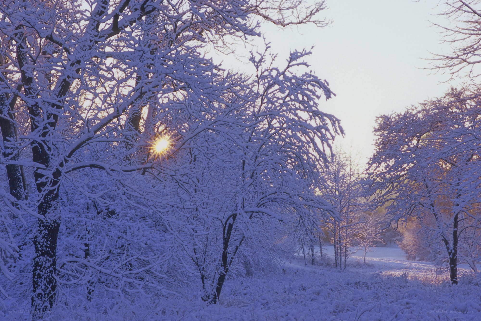Snowy trees at sunrise