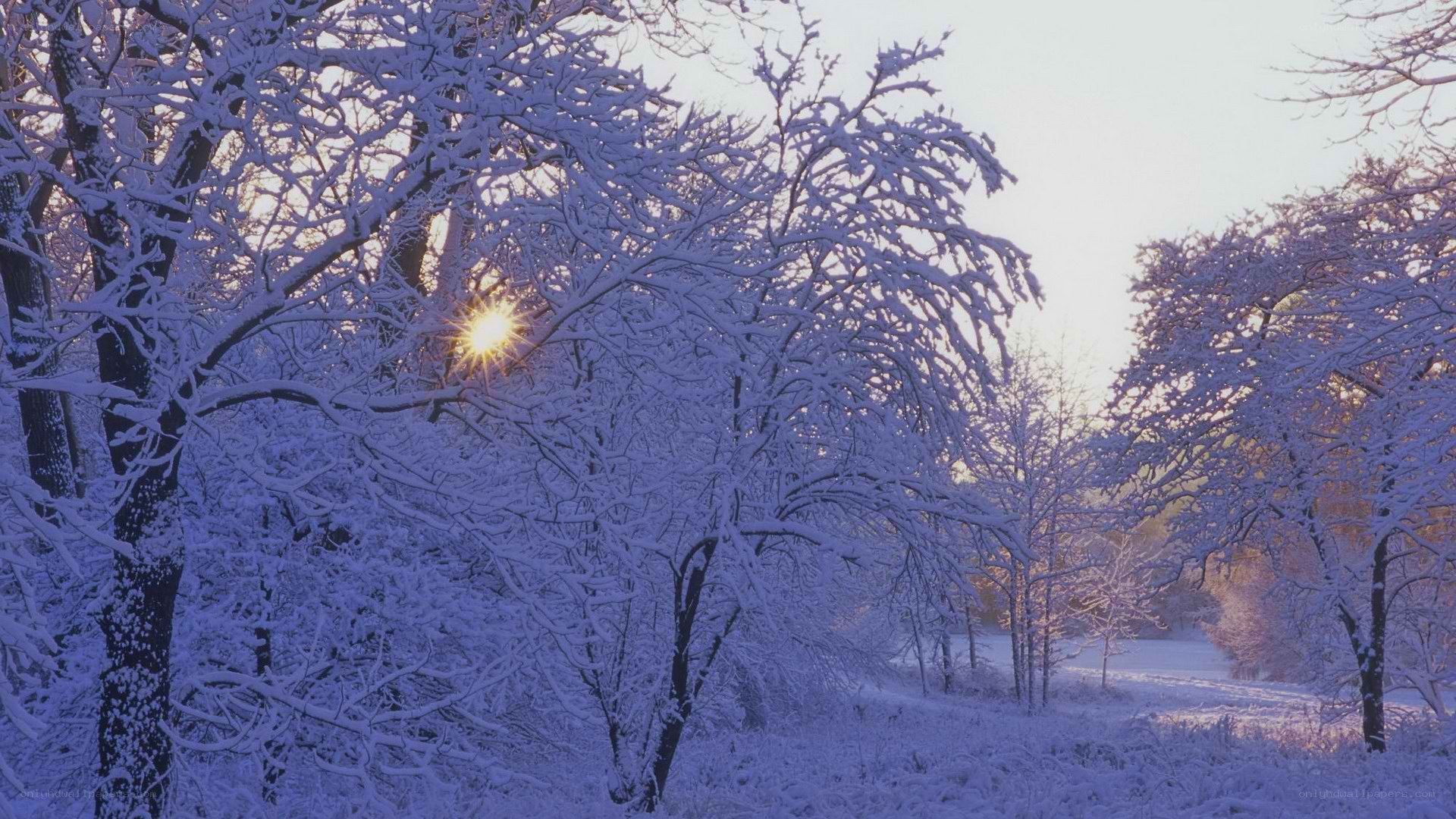 Snowy trees at sunrise