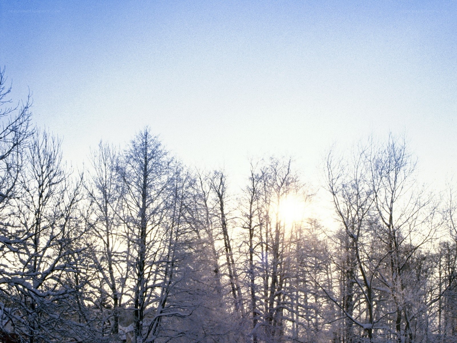 Snowy trees at sunrise