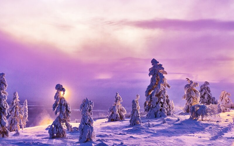 Snowy trees at sunset