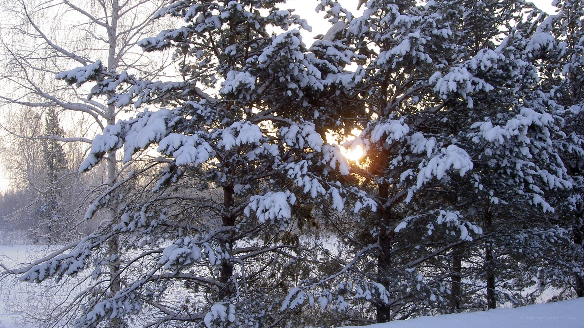 Snowy trees at sunset
