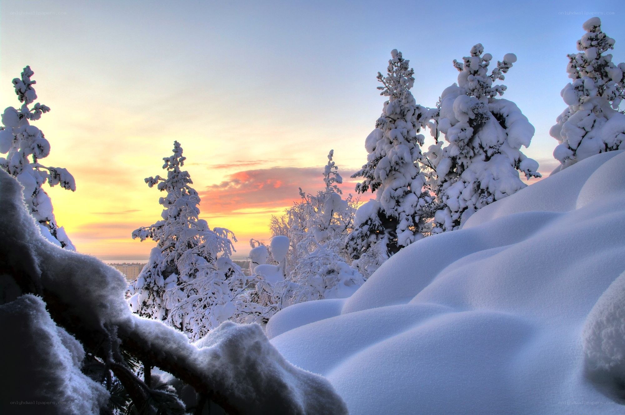 Snowy trees at sunset